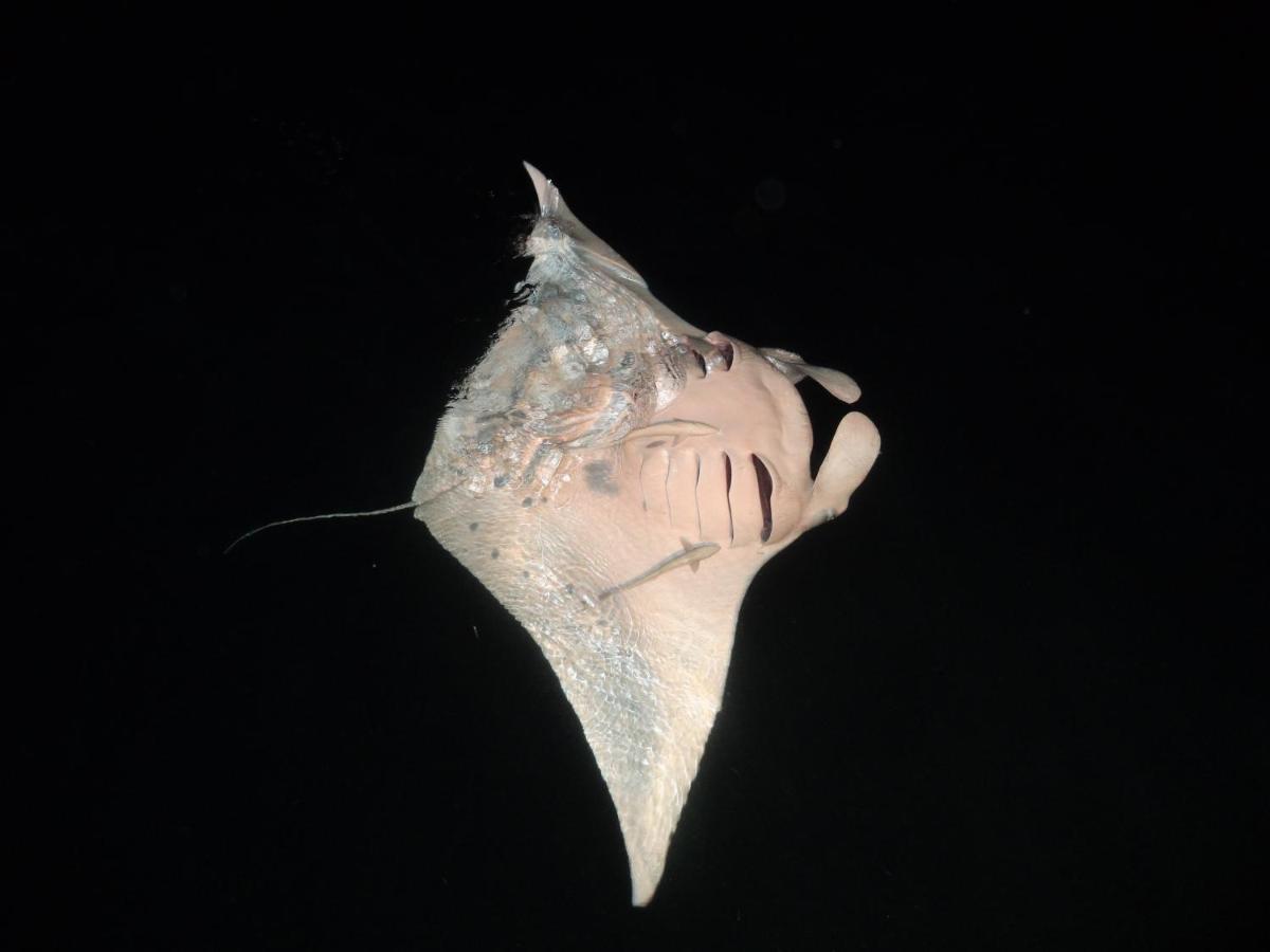 Keyodhoo  Leaf Fish Guesthouse Maldives المظهر الخارجي الصورة
